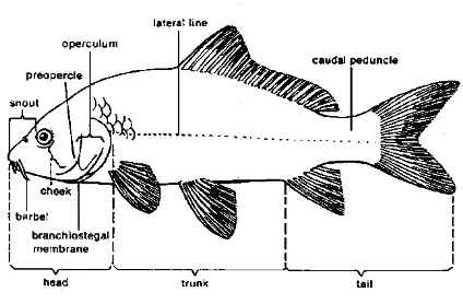 Gambar 3. Morfologi Ikan Mas