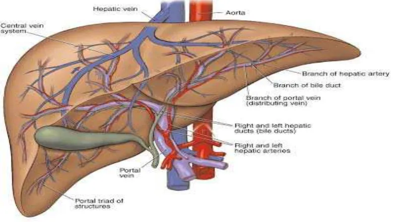 Gambar 2.1 Anatomi hati 