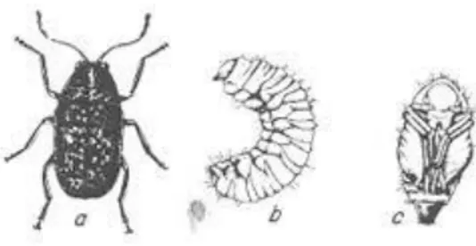 Gambar 1. Siklus hidup hama Araecerus fasciculatus 