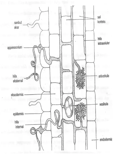 Gambar 1. Penampang membujur akar terinfeksi FMA (Brundrett dkk., 1996) 