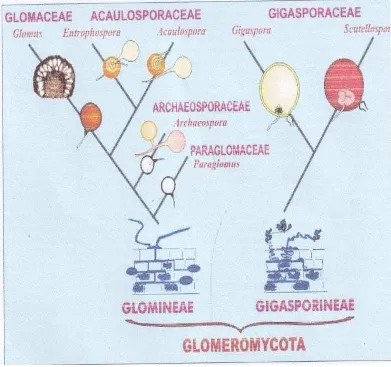 Gambar 2. Phylogeny perkembangan dan taksonomi ordo Glomeromycota (sumber: INVAM, 2009)       
