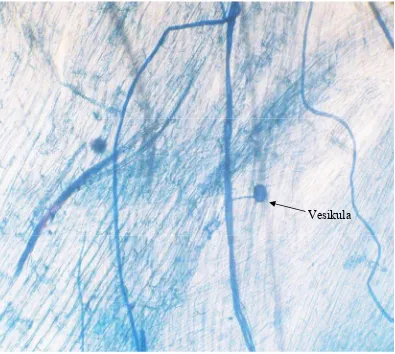 Gambar 4. Vesikula FMA perlakuan F6M2 pada kultur pot diberi tanaman inang        