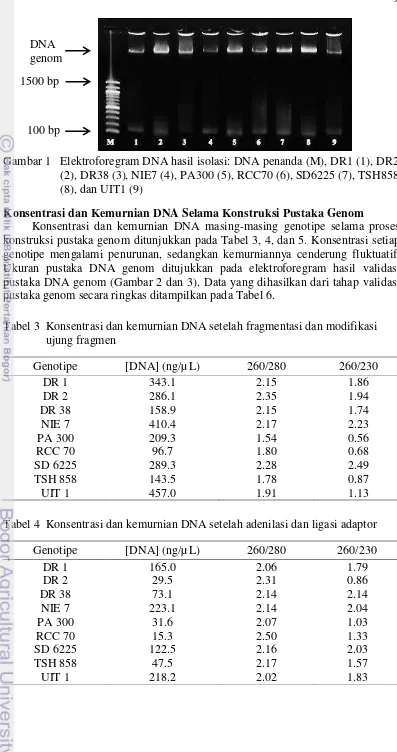 Gambar 1   Elektroforegram DNA hasil isolasi: DNA penanda (M), DR1 (1), DR2 