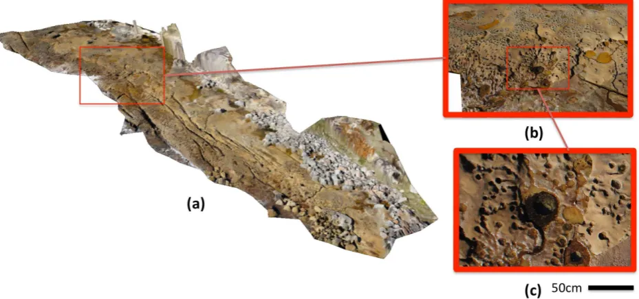 Figure 5: 3D Photo-textured Reconstruction of an Intertidal Rockﬂat: (a) 3D oblique view of the rock platform, (b) medium-level zoomoblique view of rock platform section, (c) full-zoom overhead view of individual rockpool