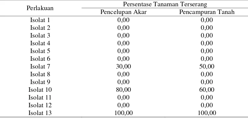 Tabel 3. Persentase serangan FOL pada tanaman tomat diukr berdasarkan gejala browning pada pembuluh vaskuler