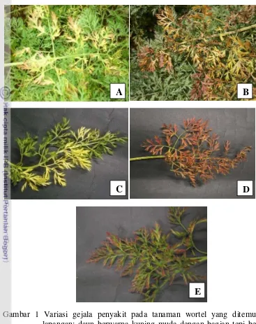 Gambar 1 Variasi gejala penyakit pada tanaman wortel yang ditemukan di   