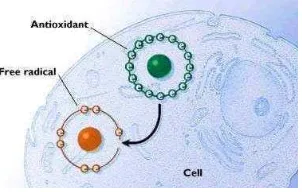 Gambar 1. Penghambatan radikal bebas oleh antioksidan dalam sel tubuh (Anonim, 2009)  