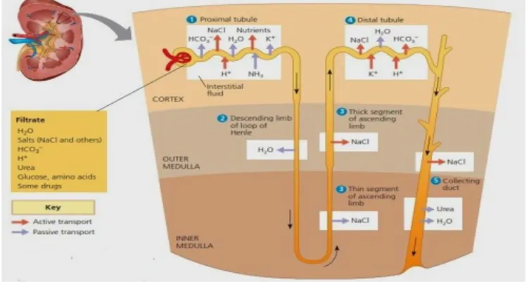 Gambar 2.3 Struktur Nefron dan proses pembentukan urine 49