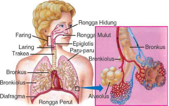 Gambar 2.6 struktur paru-paru manusia 62