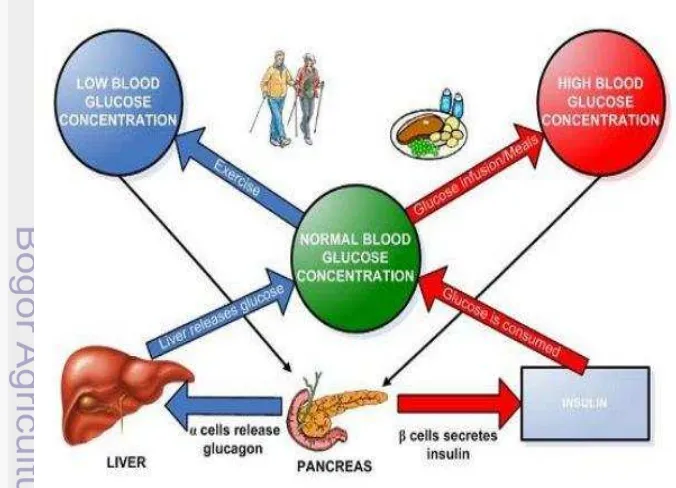 Gambar 1  Sistem glukosa dan insulin darah 