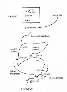 Gambar 2.1.Metabolisme bilirubin pada neonatus 28 