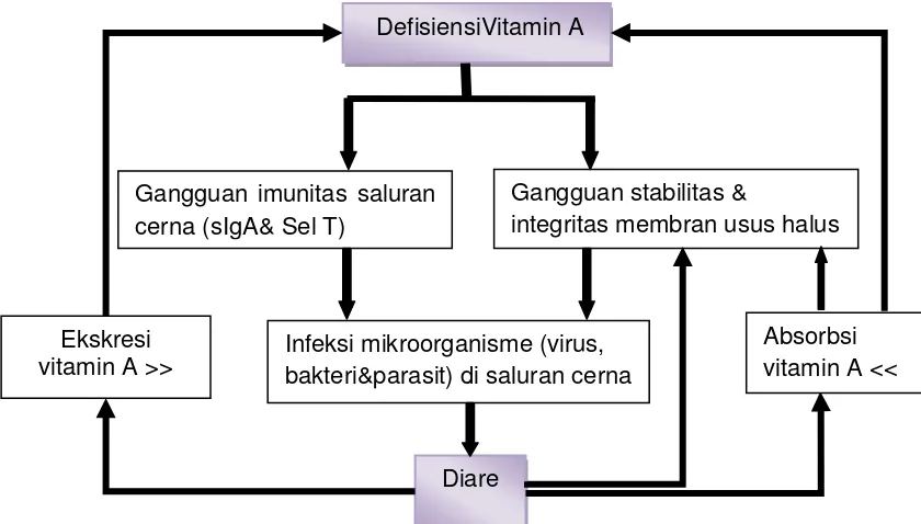 Gambar 2.1.  Hubungan vitamin A dengan diare 