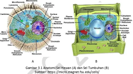Gambar 3.1 Anatomi Sel Hewan (A) dan Sel Tumbuhan (B) 