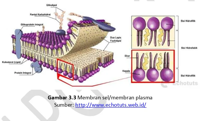 Gambar 3.3 Membran sel/membran plasma 