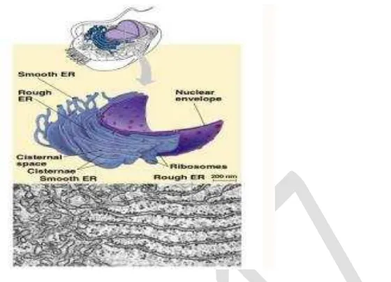 Gambar. 3.4. Struktur Retikulum Endoplasma 