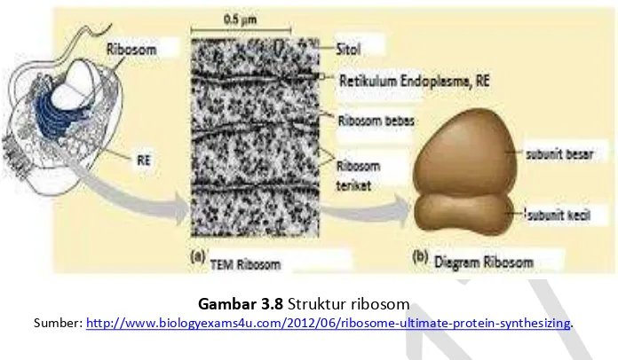 Gambar 3.8 Struktur ribosom 