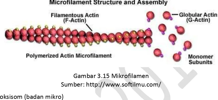 Gambar 3.15 Mikrofilamen 