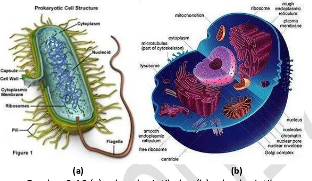 Gambar 3.16 (a) sel prokariotik dan (b) sel eukariotik 