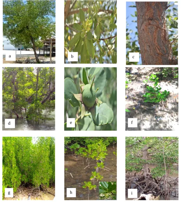 Figure 2.  Parts  of  mangrove  plants  that  are  used  by  the  coastal  communities,  (a.b.c)  A