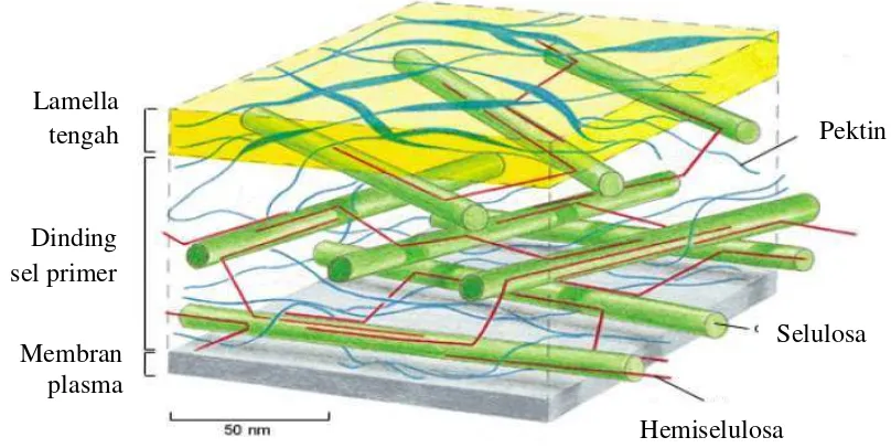 Gambar 2.1. Struktur Dinding Sel Tanaman 