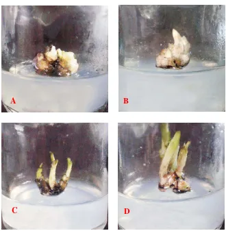 Gambar 4.2 .1  Tunas yang terbentuk melalui inisiasi kalus (A) usia 30 hari; (B) usia 60 hari; (C) usia 83 hari; (D) usia 104 hari