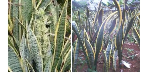 Tabel 1. Tabel Klasifikasi Sansevieria 