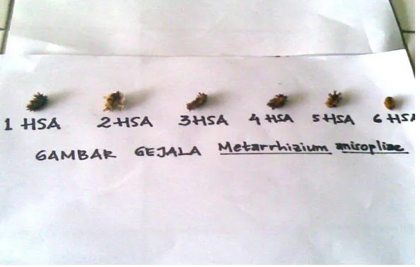 Gambar  7. Larva S. asigna Yang Terinfeksi M. anisopliae Sumber : Foto Langsung 