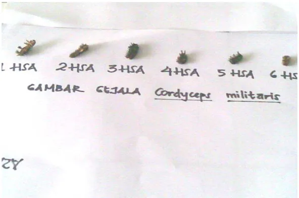 Gambar  9.  Larva  S. asigna Yang Terinfeksi C. militaris Sumber : Foto Langsung  
