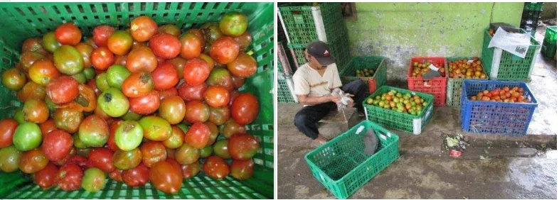 Gambar 10b  Proses grading tomat di Koperasi Mitra Tani Parahyangan 