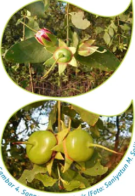 Gambar 3. Habitat Trachypithecus auratus di kawasan hutan  mangrove Muara Gembong (Foto: Saniyatun M