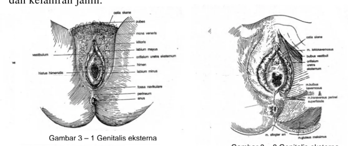 Gambar 3 – 2 Genitalis eksterna