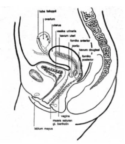 Gambar 3 – 3 Genitalis interna