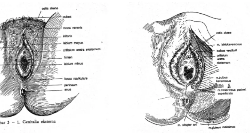 Gambar 2. 1 : Organ Reproduksi Eksterna pada wanita. (Sumber: Wiknjosastro, 2005)