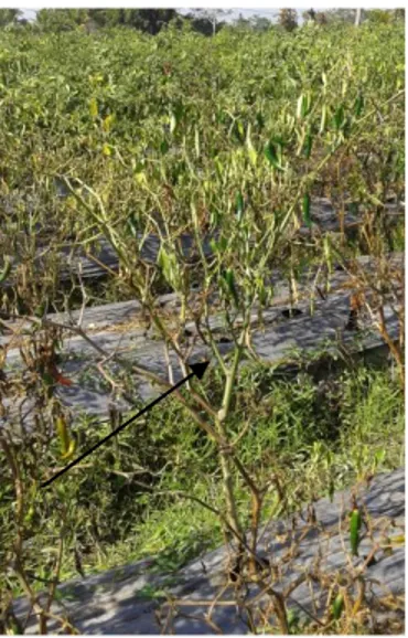 Gambar 1.  Tanaman cabai (Capsicum annuum L.) dengan gejala layu bakteri di  lahan pertanian daerah bedugul (Sumber : Foto pribadi, 2015) 