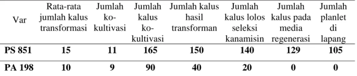 Tabel 7 menunjukkan bahwa kalus varietas PS 851 yang  berhasil di  transformasi  sekitar 150 dari 165 jumlah kalus yang diko-kultivasi