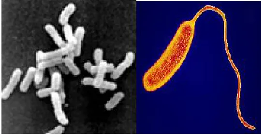 Gambar 4. Pseudomonas sp.(kiri), Campylobacter (kanan) (www.apsnet.org) 