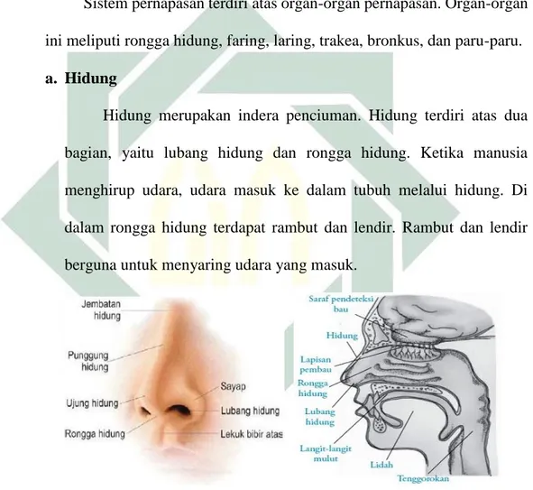 Gambar 2.1 Bagian-bagian hidung manusia  Sumber: http://yohandi99.blogspot.co.id 