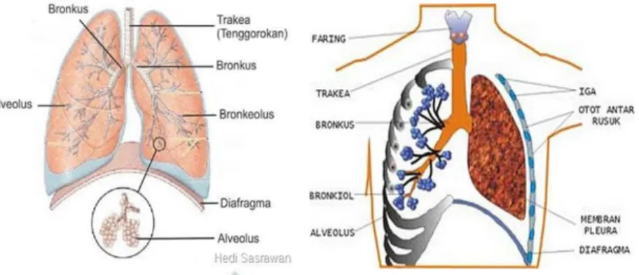 Gambar 2.3 Penampakan organ paru-paru manusia  Sumber: http://ipaedukasi-supena-ipa.blogspot.co.id 