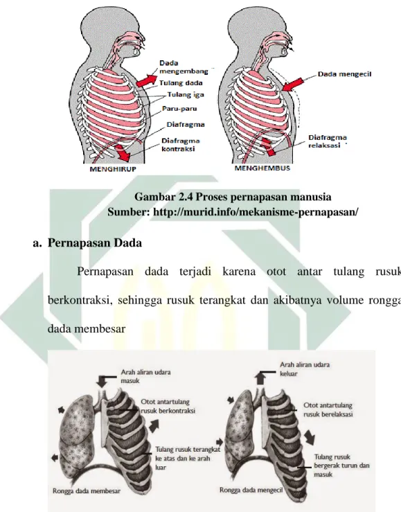 Gambar 2.4 Proses pernapasan manusia  Sumber: http://murid.info/mekanisme-pernapasan/ 