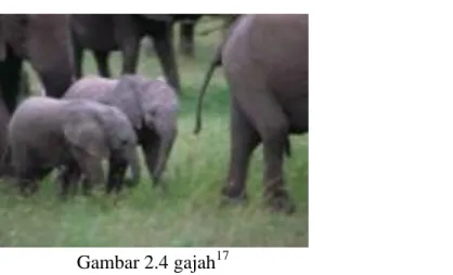 Gambar 2.4 gajah 17