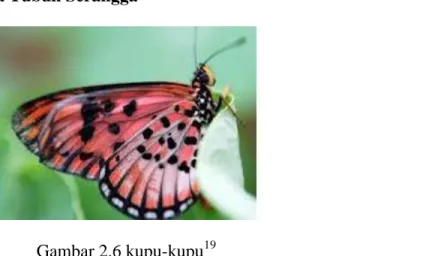 Gambar 2.6 kupu-kupu 19