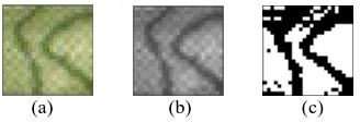 Figure 1a. converted grey-scale image in a 25 