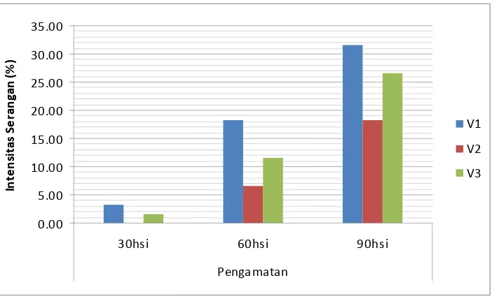 Gambar 8 : Histogram Rataan Intensitas Serangan (%) Penyakit  Layu Fusarium                     Pada Faktor Kultivar (V) Pada Pengamatan 30-90 hsi