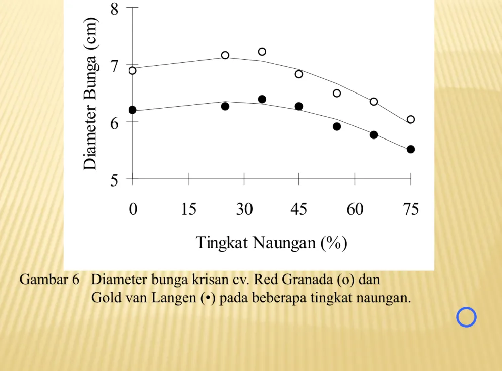 Gambar 6   Diameter bunga krisan cv. Red Granada (o) dan