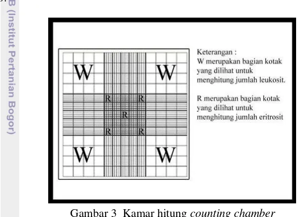 Gambar 3  Kamar hitung counting chamber 