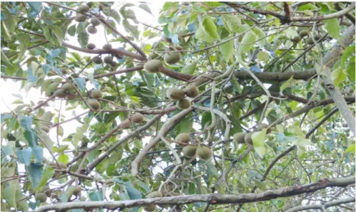 Gambar 7. Buah kemiri pada dahan. 