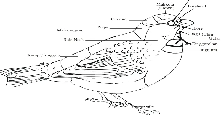 Gambar 12. Topografi Burung I (Pettingill, 1957) 