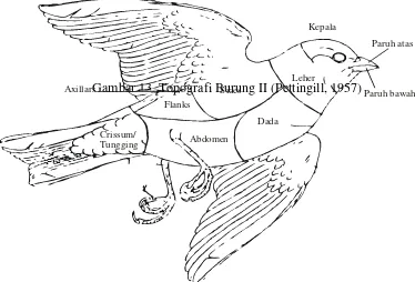 Gambar 14. Topografi burung III (Pettingill, 1957) 