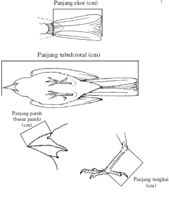 Gambar 15. Ukuran bagian tubuh burung (Coates,1997) 