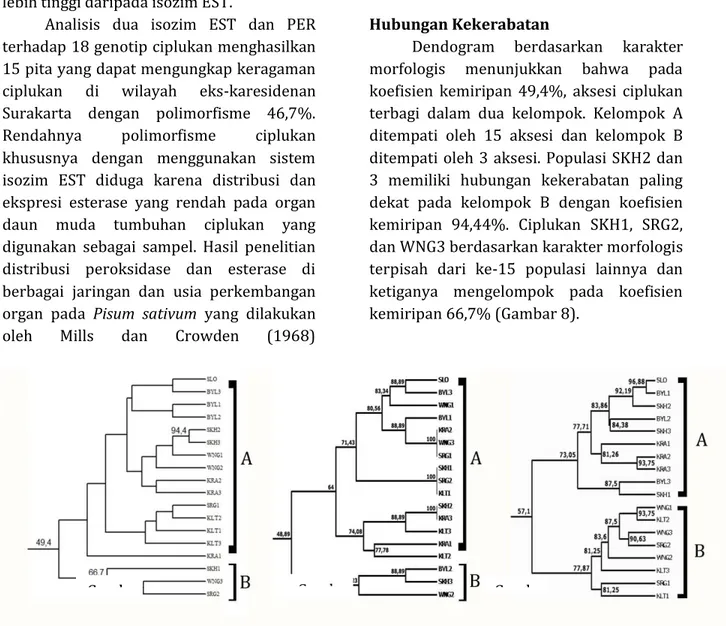 Gambar 8.  Dendogram  hubungan  kekerabatan  ciplukan  di  wilayah  eks-karesidenan  Surakarta  berdasarkan karakter morfologis